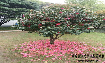 中財(cái)在職研究生攻讀方式有哪些？