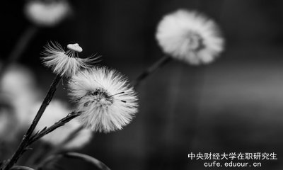 想上中央財經(jīng)大學(xué)在職研究生去哪里報名？