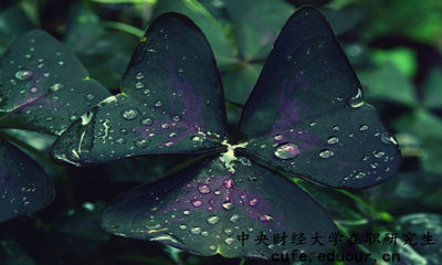 中央財(cái)經(jīng)在職研究生怎么報(bào)名？